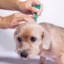 pose d'un traitement anti-tiques sous forme de pipette sur un chien