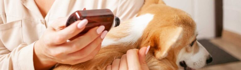 traitement naturel anti puces pour chien
