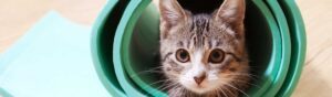 traitement puce chat