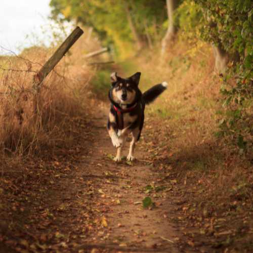 traitement vermifuge chien si vers