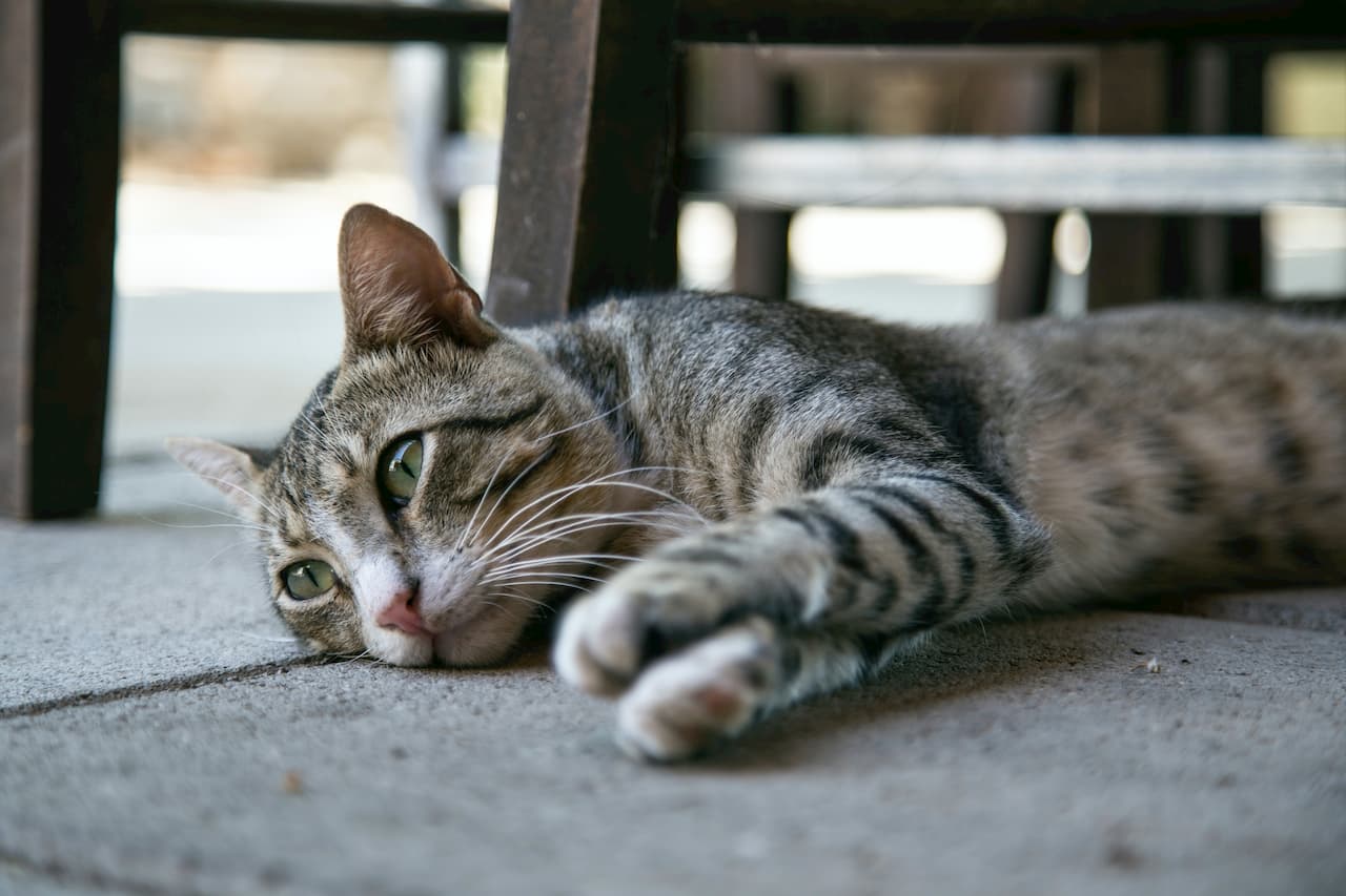 Le typhus du chat