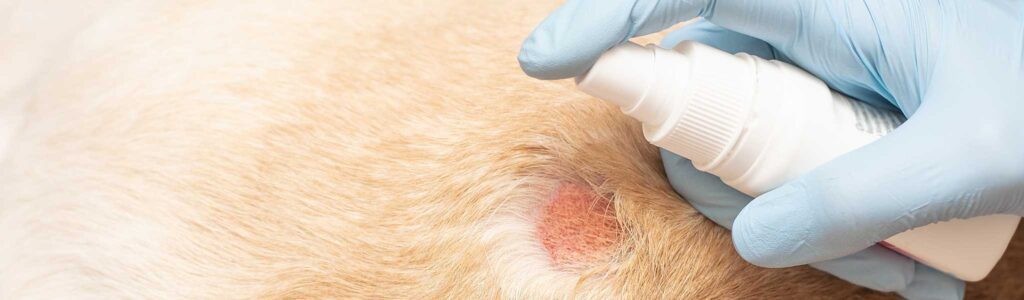 utilisation de l'argent colloïdal chez le chien