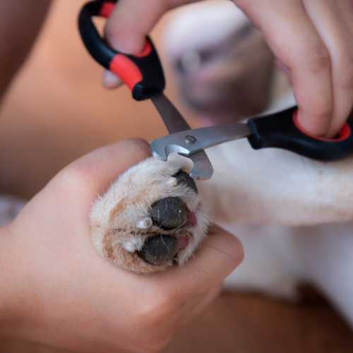 utilisation d'un petit coupe griffe ciseaux pour chiens ayant de petites griffes fines
