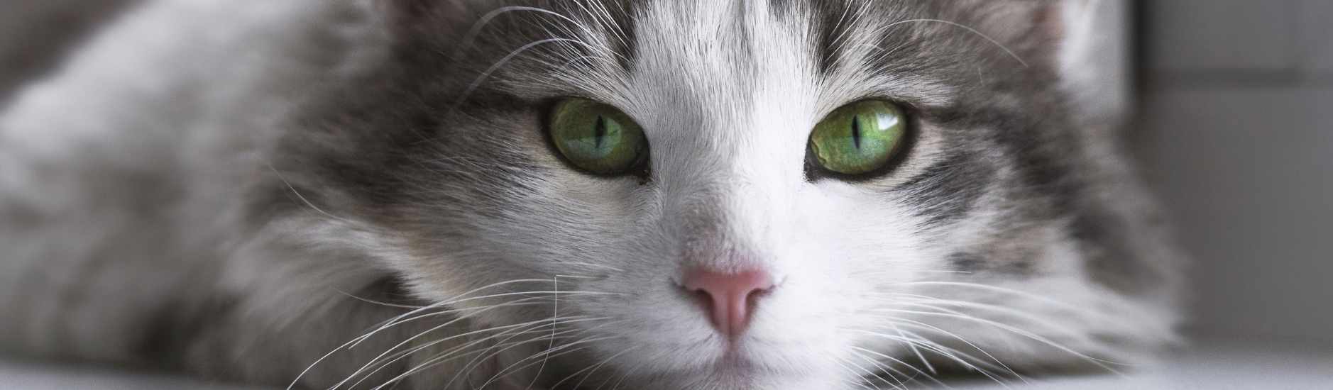 Vaccination contre le coryza chez le chat :  Tout ce qu’il faut savoir