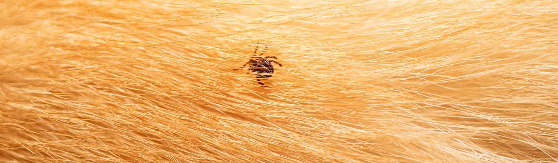 Tout savoir sur le vaccin contre la maladie de Lyme chez le chien