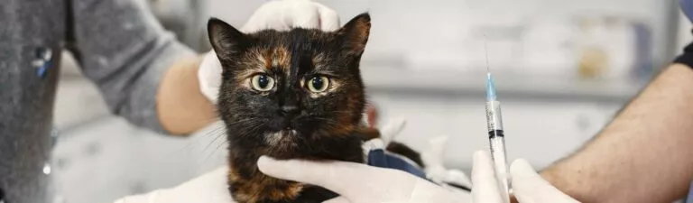 faut-il vacciner un chat qui ne sort pas ?