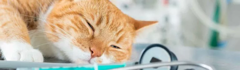 vaccins obligatoires chats