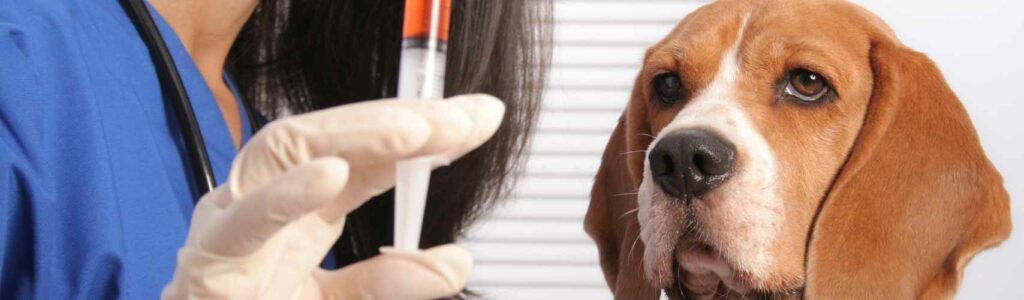 vaccins obligatoires chiens en france