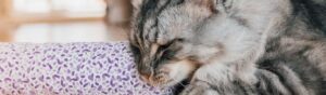 valériane chat