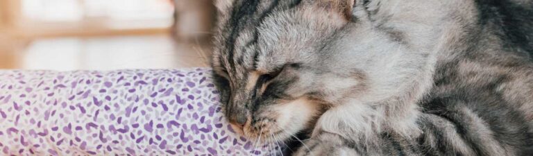 valériane chat
