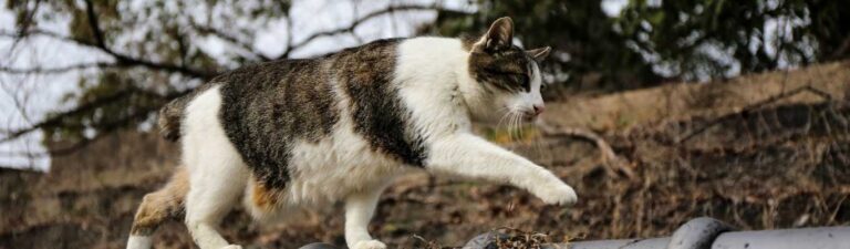 Chat qui a le ventre qui pend