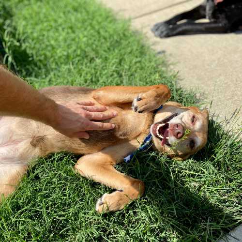 vers chien symptômes