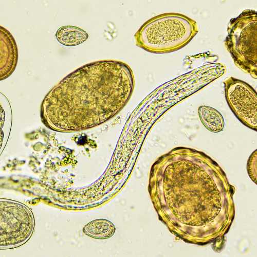 vers digestif chien au microscope