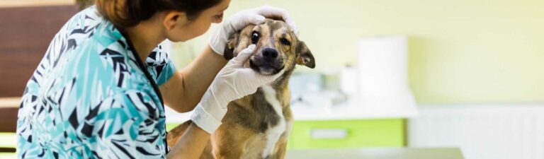 vétérinaire pas cher : comment réduire les coûts