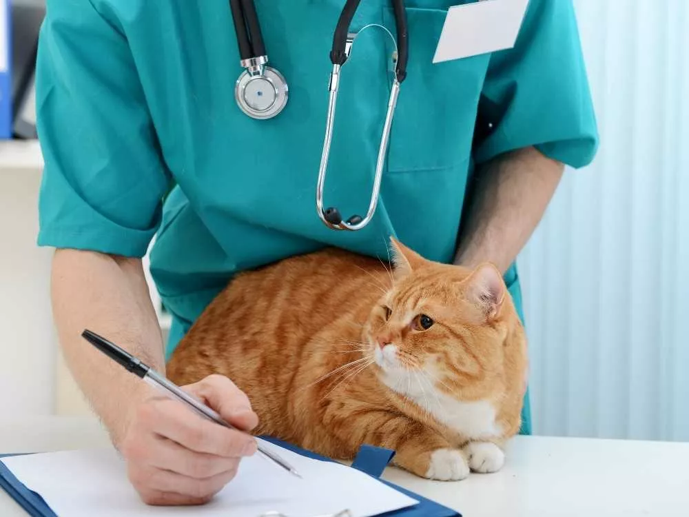 Un vétérinaire et un chat