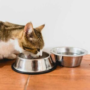 vieux chat qui mange des croquettes senior