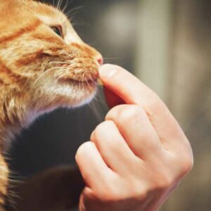 vieux chat qui mange un complément alimentaire