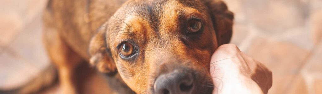 vinaigre des 4 voleurs chien
