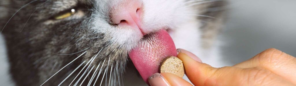 vitamines pour chat