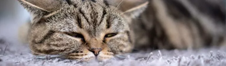 vomissement chat : quel traitement donner ?