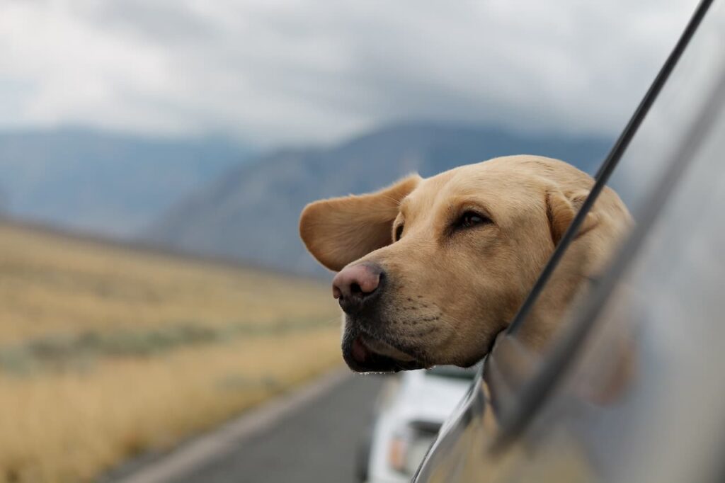 voyager avec son chien
