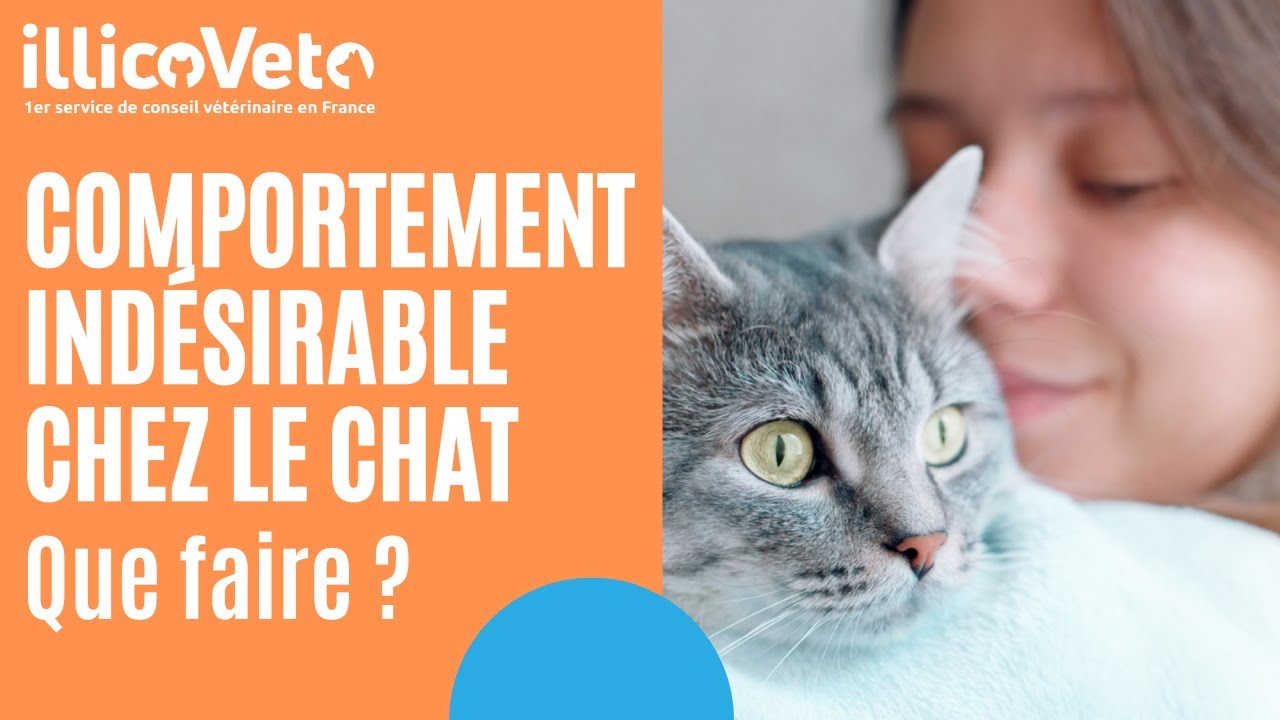 Comportement indésirable chez le chat : que faire ?