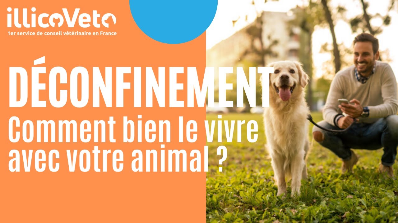 Déconfinement – Comment bien le vivre avec mon animal ?
