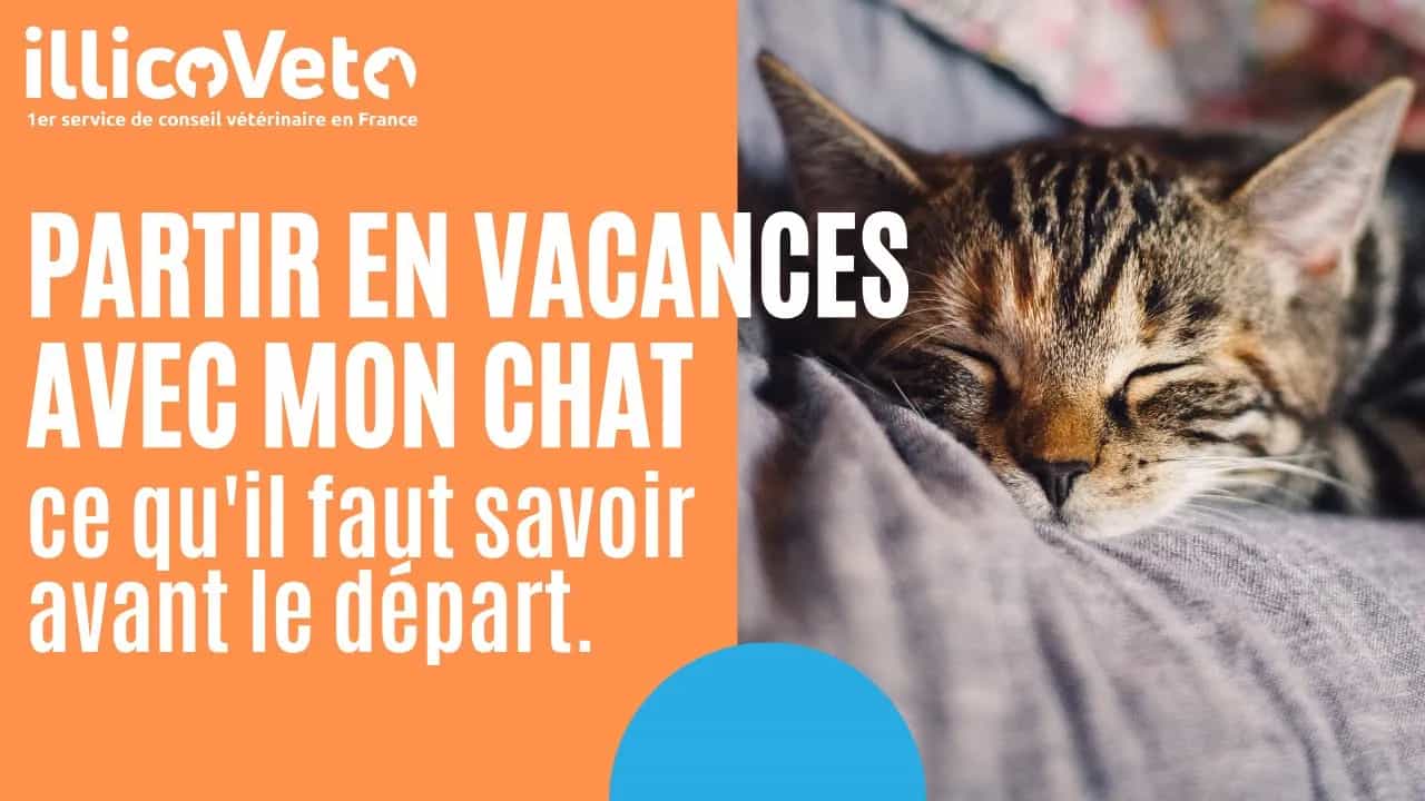 Partir en vacances avec mon chat : ce qu’il faut savoir avant le départ