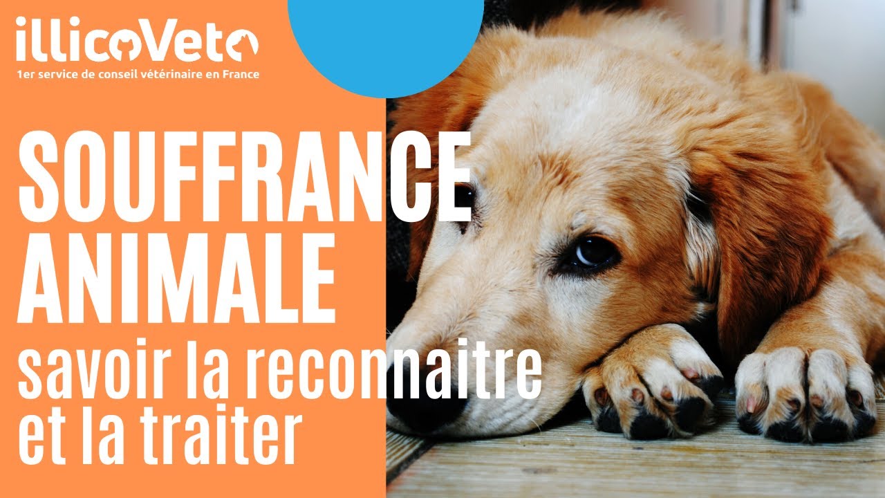 Comment reconnaître que son animal souffre ?