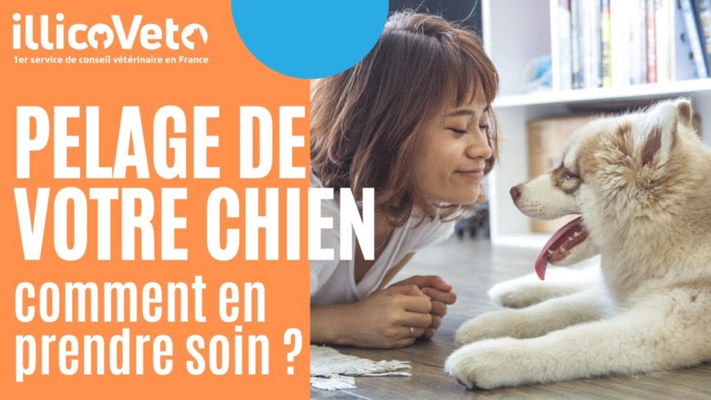 Pelage du chien - Comment entretenir la peau et le pelage de votre chien ?